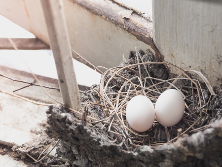 Bird's eggs in the straw nest, Built on the roof. Selective focus with place your textの写真素材
