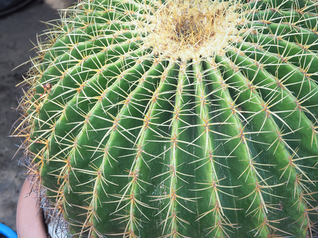 Succulent cactus closeup, Selective focusの写真素材