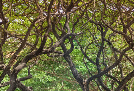 Color fitter effect, Branches of tree over head for abstract texture environment nature concept