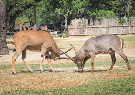 wo males impala fight in for the herd with the best territory at Khao Kheow Zooの写真素材