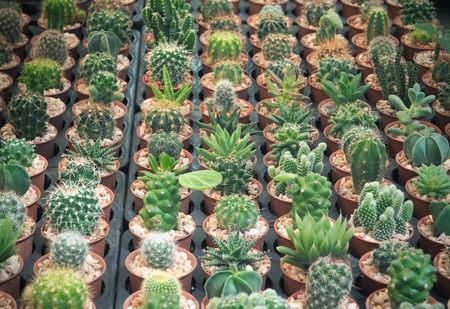 Selective focus of small cactus in a row, Used for plants image backgroundの写真素材