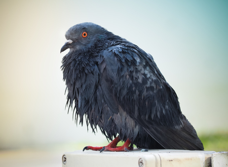 Pigeon after rain standing in the park