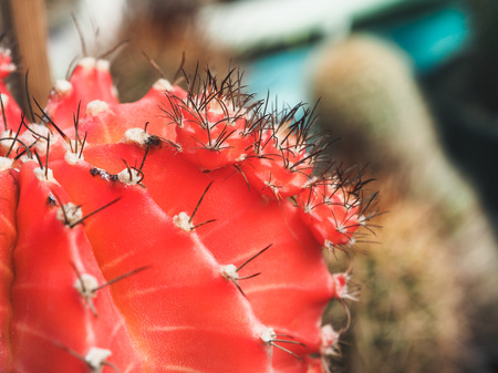 Red gymnocalycium mihanovichii, Succulent cactus closeup, Selective focus with place your textの写真素材