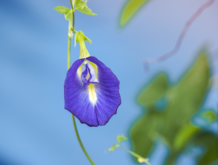 Butterfly pea flower, Purple flower in blue backgroundの写真素材