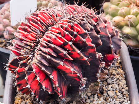 Black Purple Gymnocalycium Mihanovichii Variegate, Cristata Succulent Cactus, Closeup and Selective Focusの写真素材
