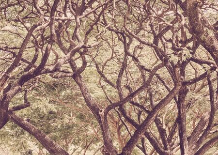 Color filter effect/ Branches of tree in the park, Nature backgroundの写真素材