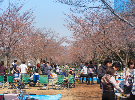 Osaka castle park, Osaka, Japan - April 3, 2017 : Osaka people enjoying Cherry blossoms festival in park. Hanami is Japanese tradition of welcoming spring.のeditorial素材