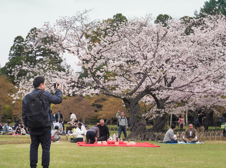 Korakuen Garden, Okayama, Japan - April 8, 2017 : Japanese enjoying cherry blossoms festival in korakuen garden. Hanami is Japanese tradition of welcoming spring.のeditorial素材