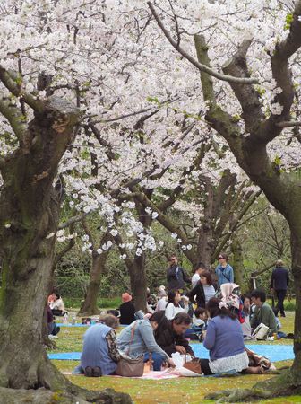 Korakuen Garden, Okayama, Japan - April 8, 2017 : Japanese enjoying cherry blossoms festival in...
