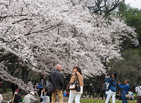 Korakuen Garden, Okayama, Japan - April 8, 2017 : Japanese enjoying Cherry blossoms festival in park. Hanami is Japanese tradition of welcoming spring.のeditorial素材