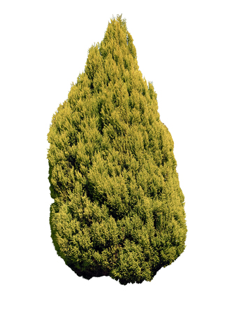 Pine tree on white background, Isolated imageの写真素材