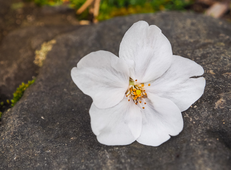 Beautiful White Sakura Flowers On The Stone, Selective Focusの写真素材