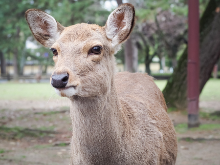 Cute deer in Nara Park, Nara City, Japanの写真素材
