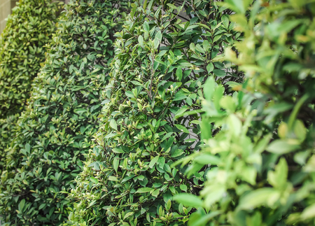 branch leaf of tree beautiful in the park, Close up and Selective focusの写真素材