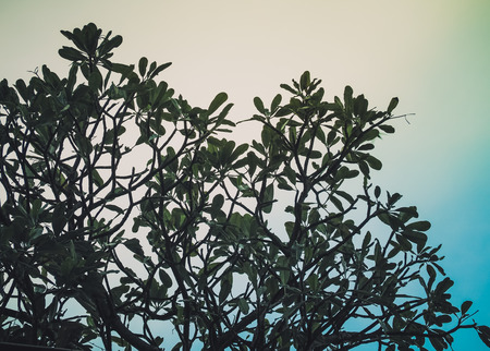 Silhouette for abstract image, Leaves branches of pine tree against blue skyの写真素材