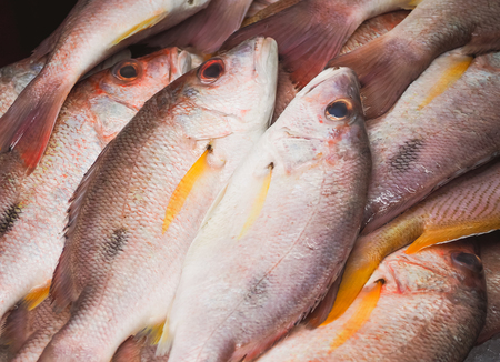 Fresh fish for saleの写真素材