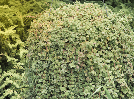 Green plant in pots hang in garden