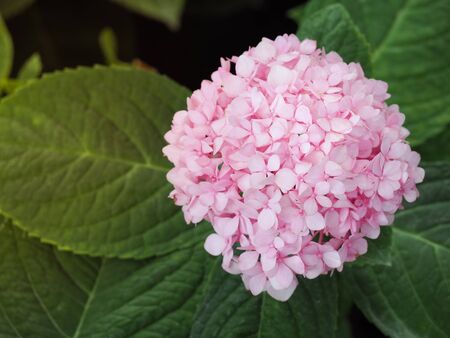 Pink Hydrengeas flowers blooming in the garden.
