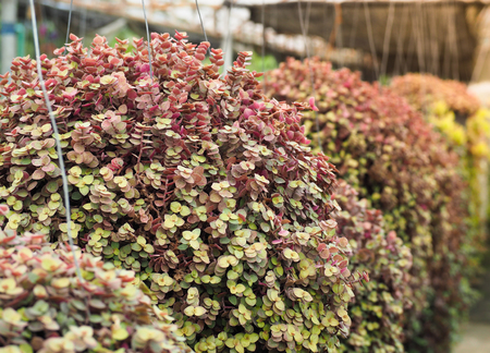 Green and red plant in pot hang in gardenの写真素材
