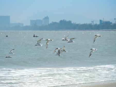 Flying seagulls above the water on beach, Thailand