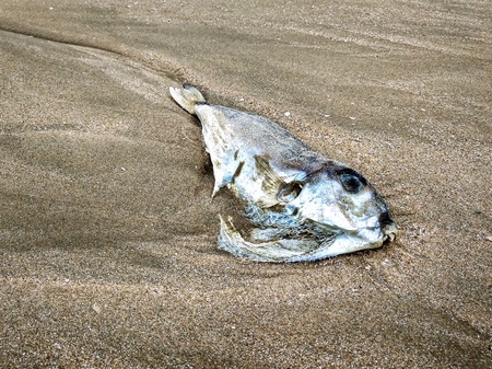 The remains of dead fish on the beach.の写真素材