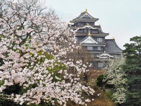Okayama Castle (Crow Cast) during the Sakura bloom season. Cherry blossoms festival in park. Hanami is Japanese tradition of welcoming spring.のeditorial素材