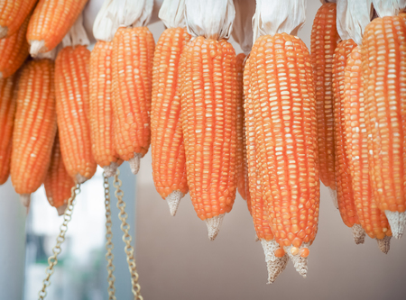 Corn dried gourd selling at the farm.の写真素材