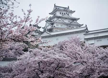 Himeji Castle during the Sakura bloom season, Japanのeditorial素材