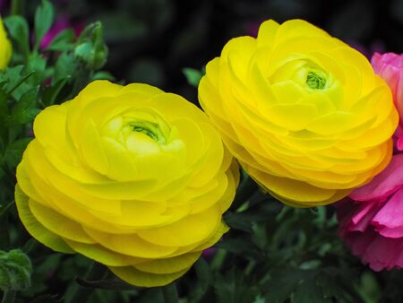Ranunculus Asiaticus yellow  in the Rose Garden. Selective focus and Close up.