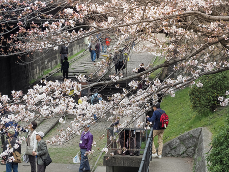 Keage Incline, Kyoto, Japan - April 5, 2017 : People walking along the tracks of a disused railway under beautiful cherry blossom trees. Landmark for spring scenery of amazing cherry blossoms in Kyotoのeditorial素材