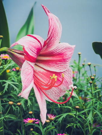 Beautiful pink lilies flowers in the park. Close up and Selective focusの写真素材