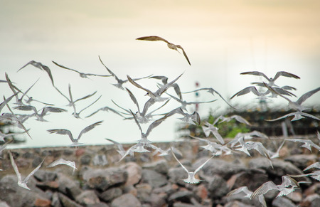 The crowd of seagulls flying in the wind on the beach in the morning.の写真素材