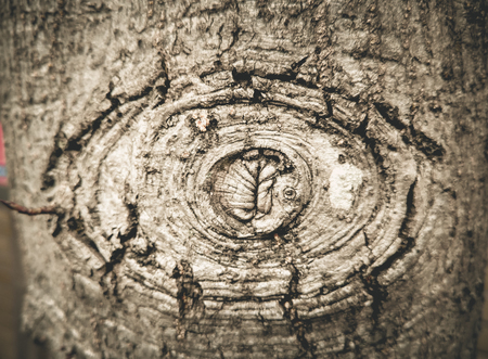 Texture of old wood with bark looking like the eye monster.