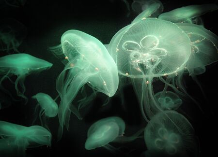 Abstract natural of green jelly fish floating on blue sea background. Aquatic animal.の写真素材