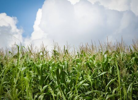 Corn field growing up in farming plant. Agricultural landscape of corn farm in Thailand.