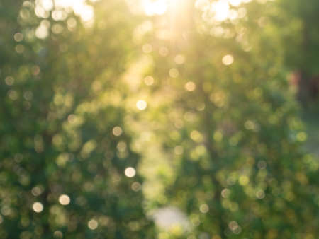 Abstract blurred background defocused blur bokeh of The morning sun in the garden.の写真素材