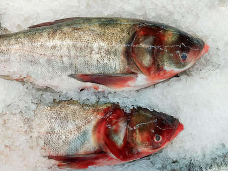 Fresh fish on ice sale in seafood market. Seafood raw fish.の写真素材