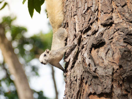 Cute forest squirrel came down from the tree.の写真素材