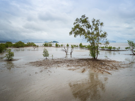 Mangrove forest when the sea water recedes In the southern provinces of Thailand.の写真素材