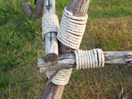 Tying a rope to hold the tree trunk to prevent wind or storm.