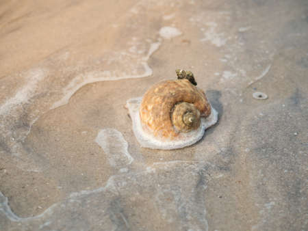 Small sea snails stranded on the sandy beach. Beautiful sea animals.の写真素材