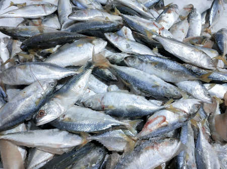 Fresh frozen mackerel from fishing boats available at the seafood market.