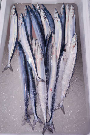 Fresh sanma or Japanese mackerel fish in ice box ready to be sold at the seafood market.の写真素材