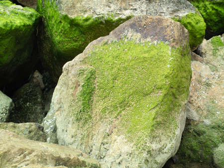 Beautiful green moss or green algae stuck on stone on the seashore.