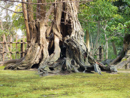 Big Old Tree and green moss in The Park. Kanazawa, Japan
