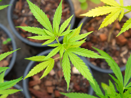 Cannabis sprouts are grown in pots for the leaves to be used for medicinal purposes.の写真素材