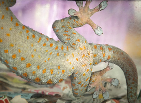 Beautiful skin color pattern of Thai geckos belly on clear glass.の写真素材
