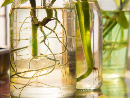 Beautiful roots in clear glass bottles reflect sunlight.の写真素材