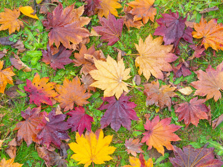 Background of colorful of maple leaves and leaves change color in autumn season.の写真素材