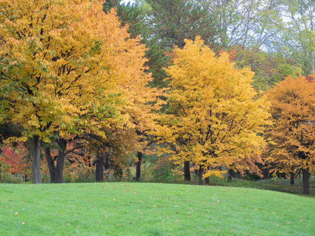 The beautiful trees and leaves turn yellow in season in Nakajima Park. Sapporo, Hokkaido, Japan.の写真素材